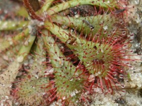 Drosera brevifolia Dwarf Sundew