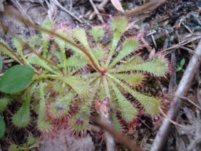 Drosera brevifolia Dwarf Sundew