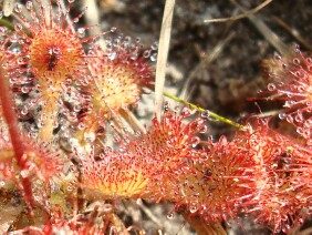 Drosera capillaris Pink Sundew