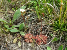 Drosera capillaris Pink Sundew