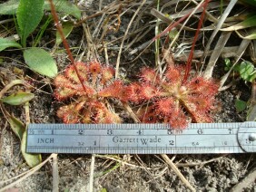 Drosera capillaris Pink Sundew