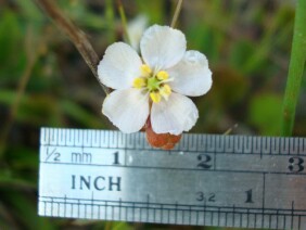 Drosera capillaris Pink Sundew