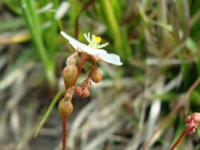 Drosera capillaris Pink Sundew