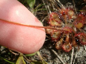 Drosera capillaris Pink Sundew