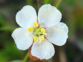 Drosera capillaris Pink Sundew