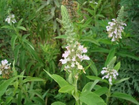 Teucrium canadense Canada germander