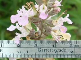 Teucrium canadense Canada germander