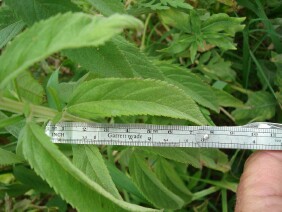 Teucrium canadense Canada germander