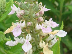 Teucrium canadense Canada germander