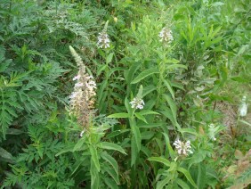 Teucrium canadense Canada germander