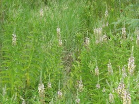 Teucrium canadense Canada germander