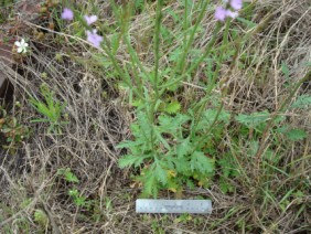 Verbena halei Texas Vervain