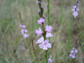 Verbena halei Texas Vervain