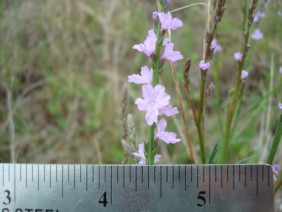 Verbena halei Texas Vervain