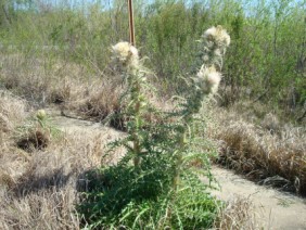 Cirsium horridulum Thistle