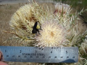 Cirsium horridulum Thistle