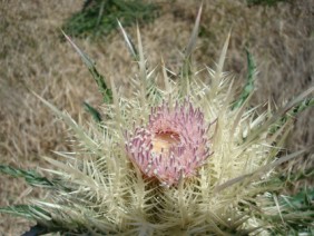 Cirsium horridulum Thistle