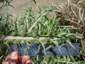 Cirsium horridulum Thistle