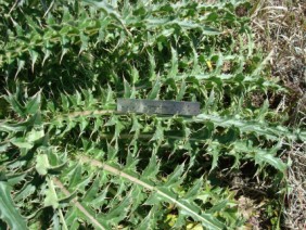 Cirsium horridulum Thistle