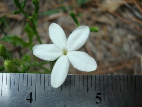 Cnidoscolus stimulosus Tread Softly