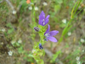 Triodanis perfoliata Venus' Looking-glass