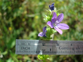 Triodanis perfoliata Venus' Looking-glass