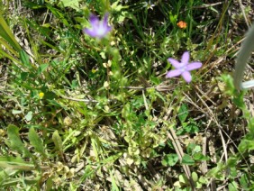 Triodanis perfoliata Venus' Looking-glass