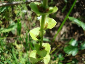 Triodanis perfoliata Venus' Looking-glass