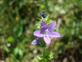 Triodanis perfoliata Venus' Looking-glass