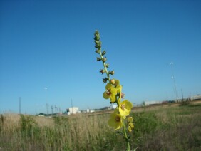 Verbascum virgatum Wand Mullein