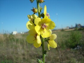 Verbascum virgatum Wand Mullein