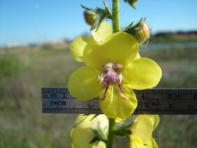 Verbascum virgatum Wand Mullein