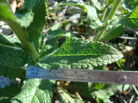 Verbascum virgatum Wand Mullein