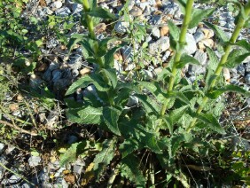 Verbascum virgatum Wand Mullein