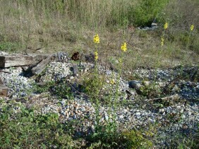 Verbascum virgatum Wand Mullein