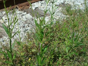 Verbena brasiliensis Vervain