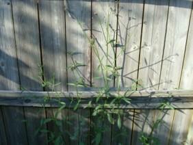 Verbena brasiliensis Vervain