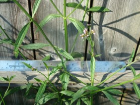 Verbena brasiliensis Vervain