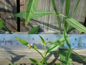 Verbena brasiliensis Vervain