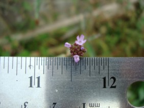 Verbena brasiliensis Vervain