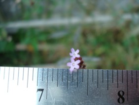 Verbena brasiliensis Vervain