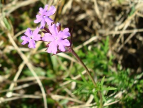 Glandularia pulchella Moss Verbena