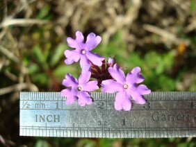 Glandularia pulchella