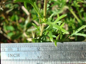 Glandularia pulchella