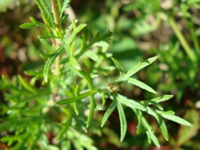 Glandularia pulchella