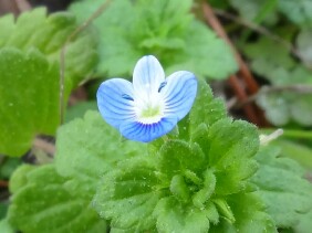 Veronica persica Birdeye Speedwell