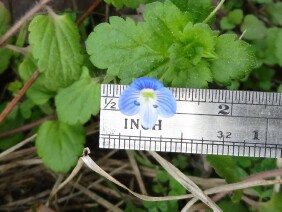 Veronica persica Birdeye Speedwell