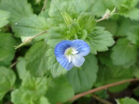 Veronica persica Birdeye Speedwell