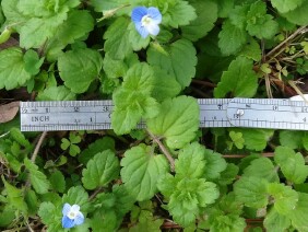 Veronica persica Birdeye Speedwell