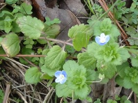 Veronica persica Birdeye Speedwell